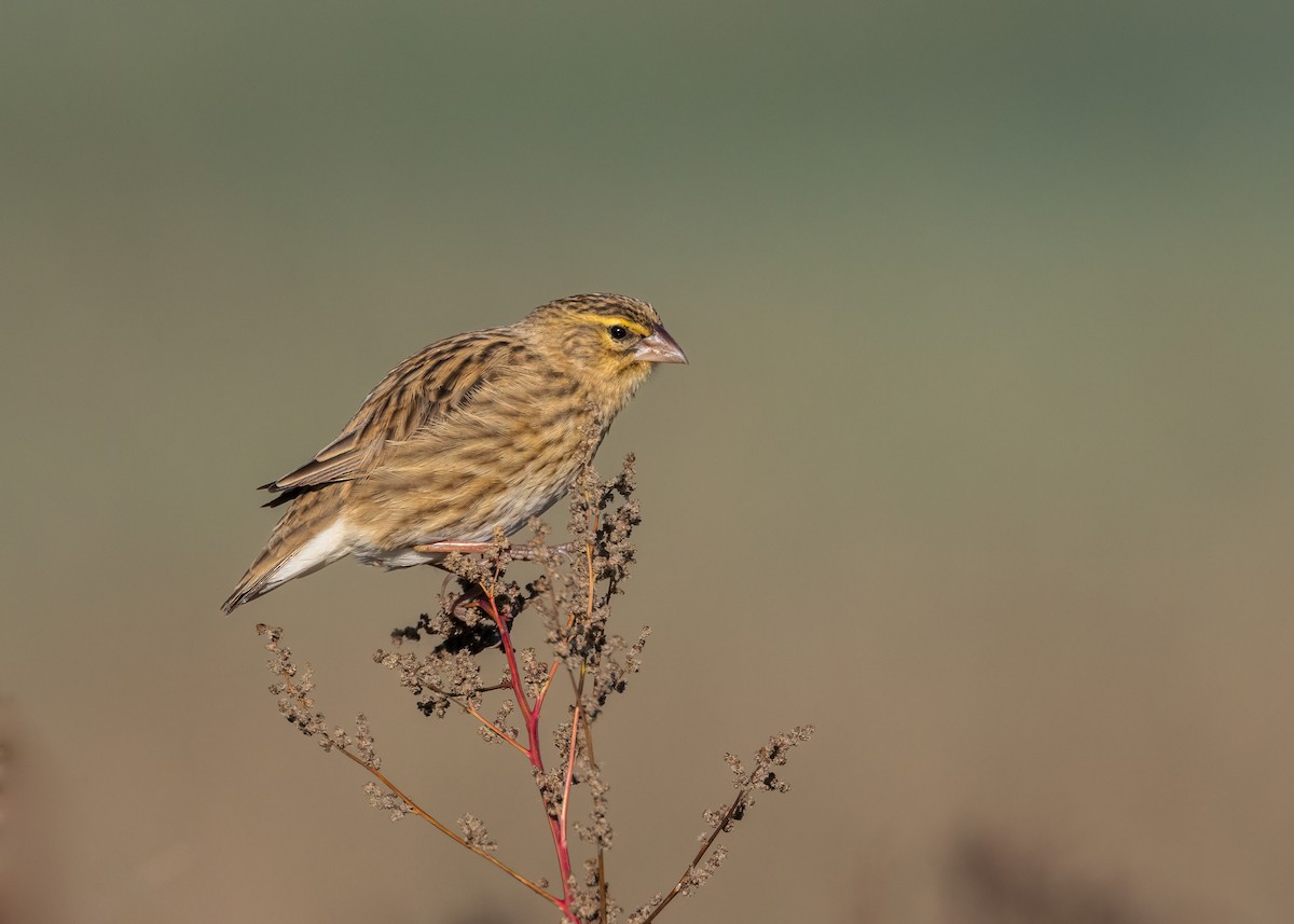 Southern Red Bishop - ML619142597