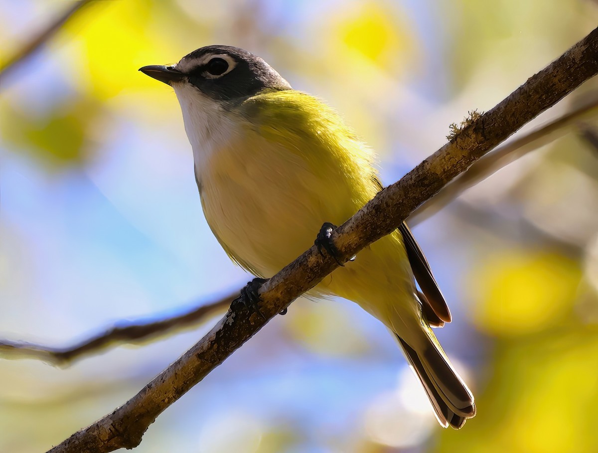 Blue-headed Vireo - ML619142598