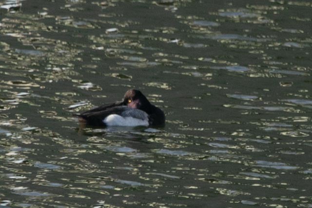 Lesser Scaup - Hoeckman's Wildlife