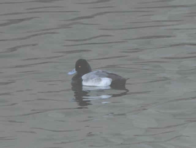 Lesser Scaup - Hoeckman's Wildlife