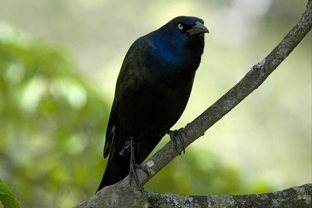 Common Grackle - Peter Swaine