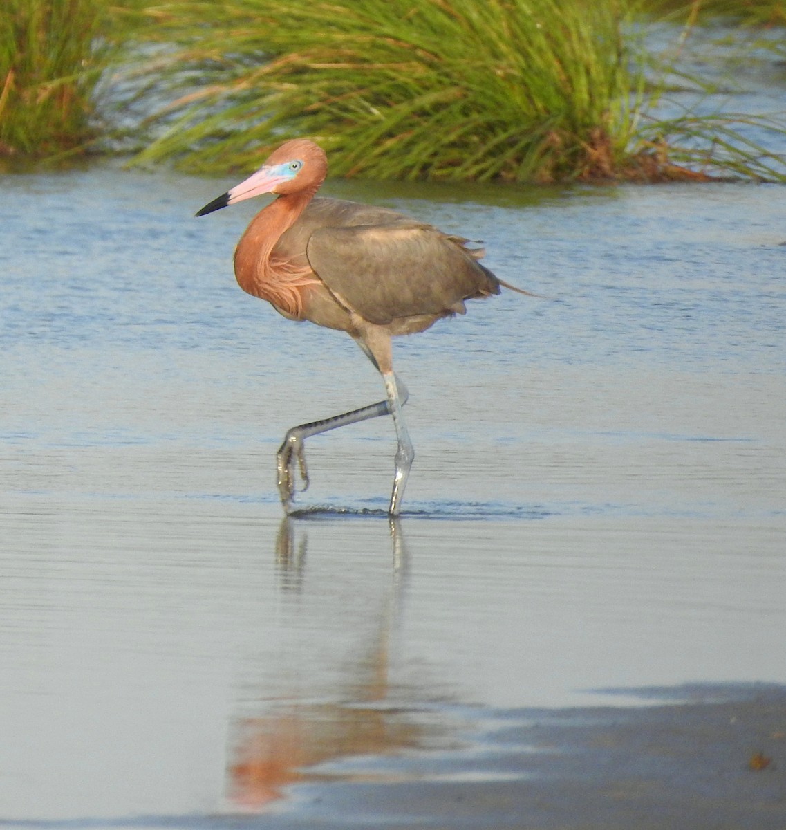 Reddish Egret - ML619142611