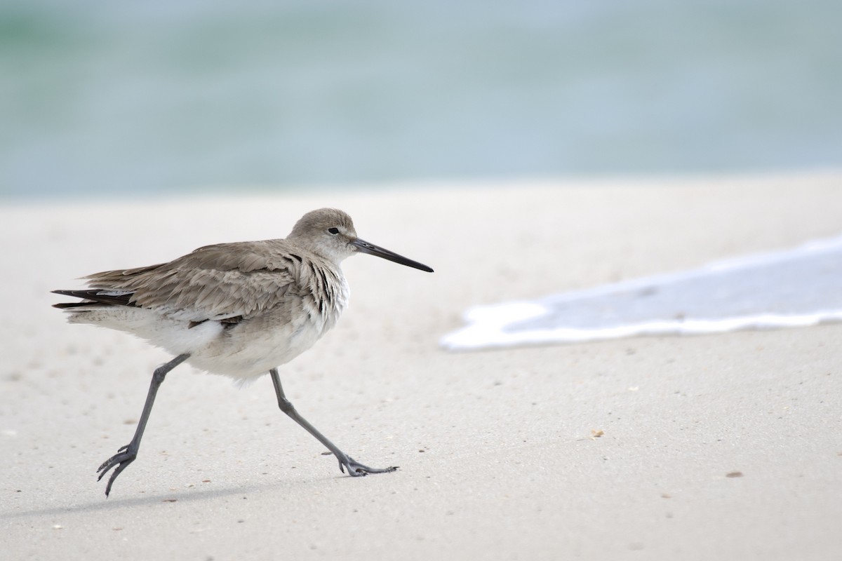 Willet - ML619142621