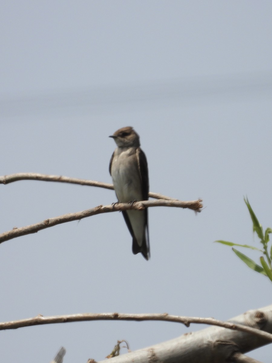 Northern Rough-winged Swallow - Roee Astor