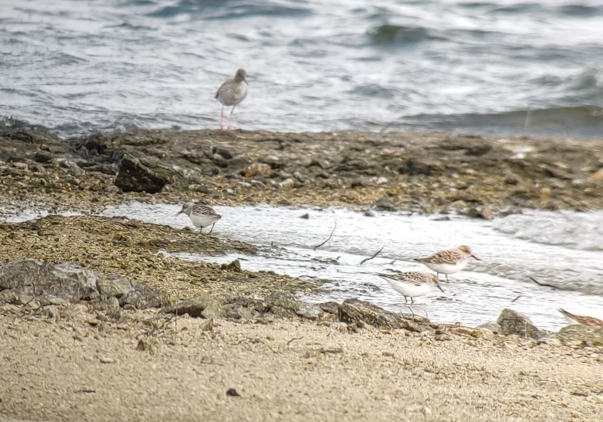 Bécasseau sanderling - ML619142633