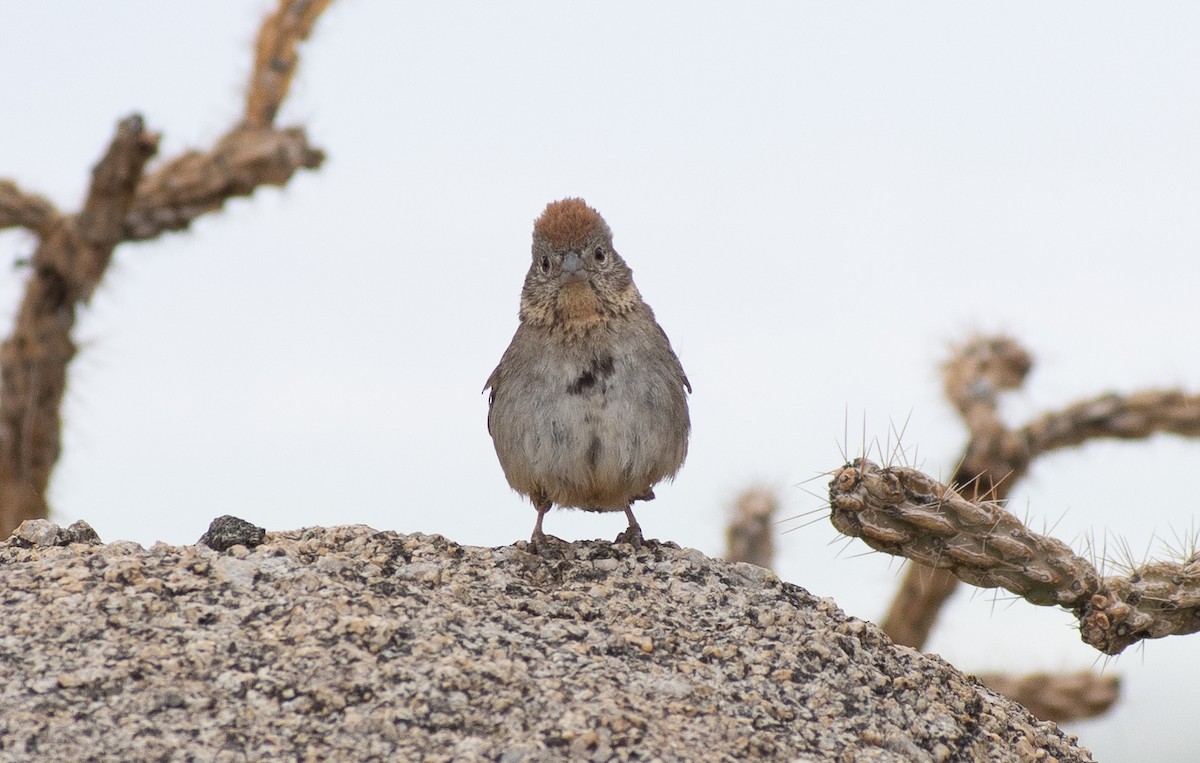 Rufous-crowned Sparrow - Lynda Elkin