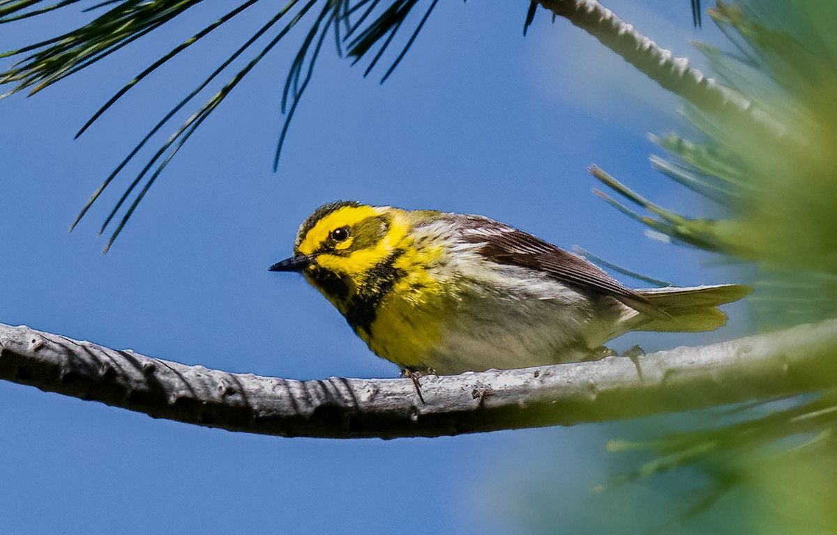 Townsend's Warbler - Jim Merritt