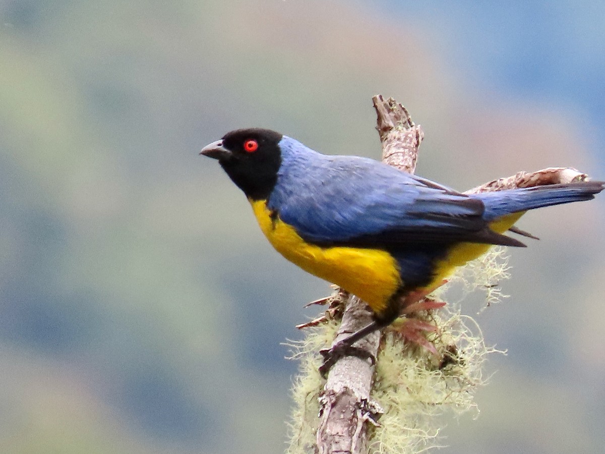 Hooded Mountain Tanager - Greg Vassilopoulos