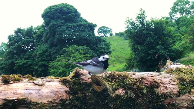 White Wagtail (British) - ML619142649