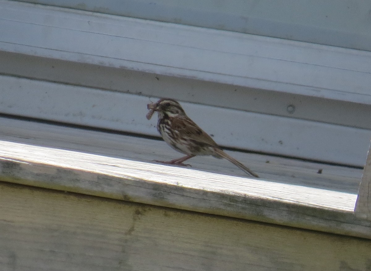 Song Sparrow - ML619142665