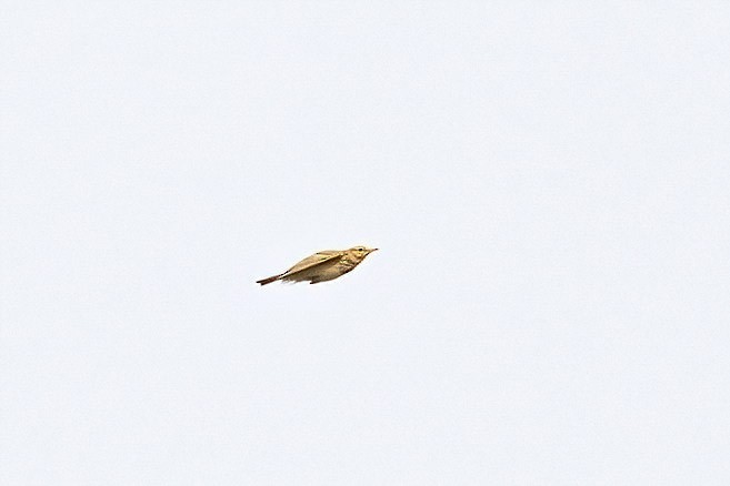 Crested Lark (Crested) - ML619142666