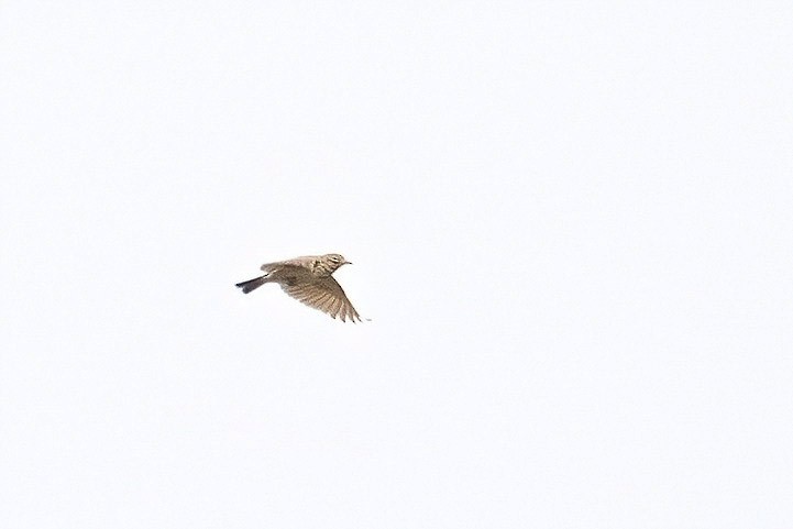 Crested Lark (Crested) - ML619142667