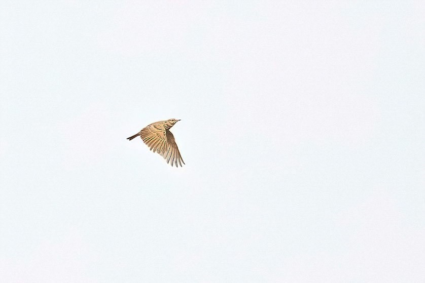 Crested Lark (Crested) - ML619142668