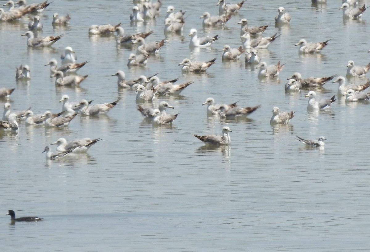 Mouette de Bonaparte - ML619142679