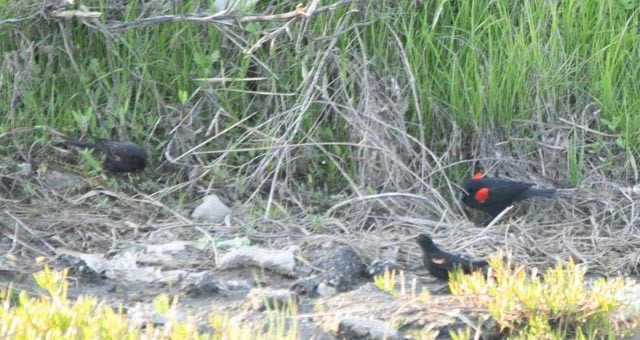 Red-winged Blackbird - Hoeckman's Wildlife
