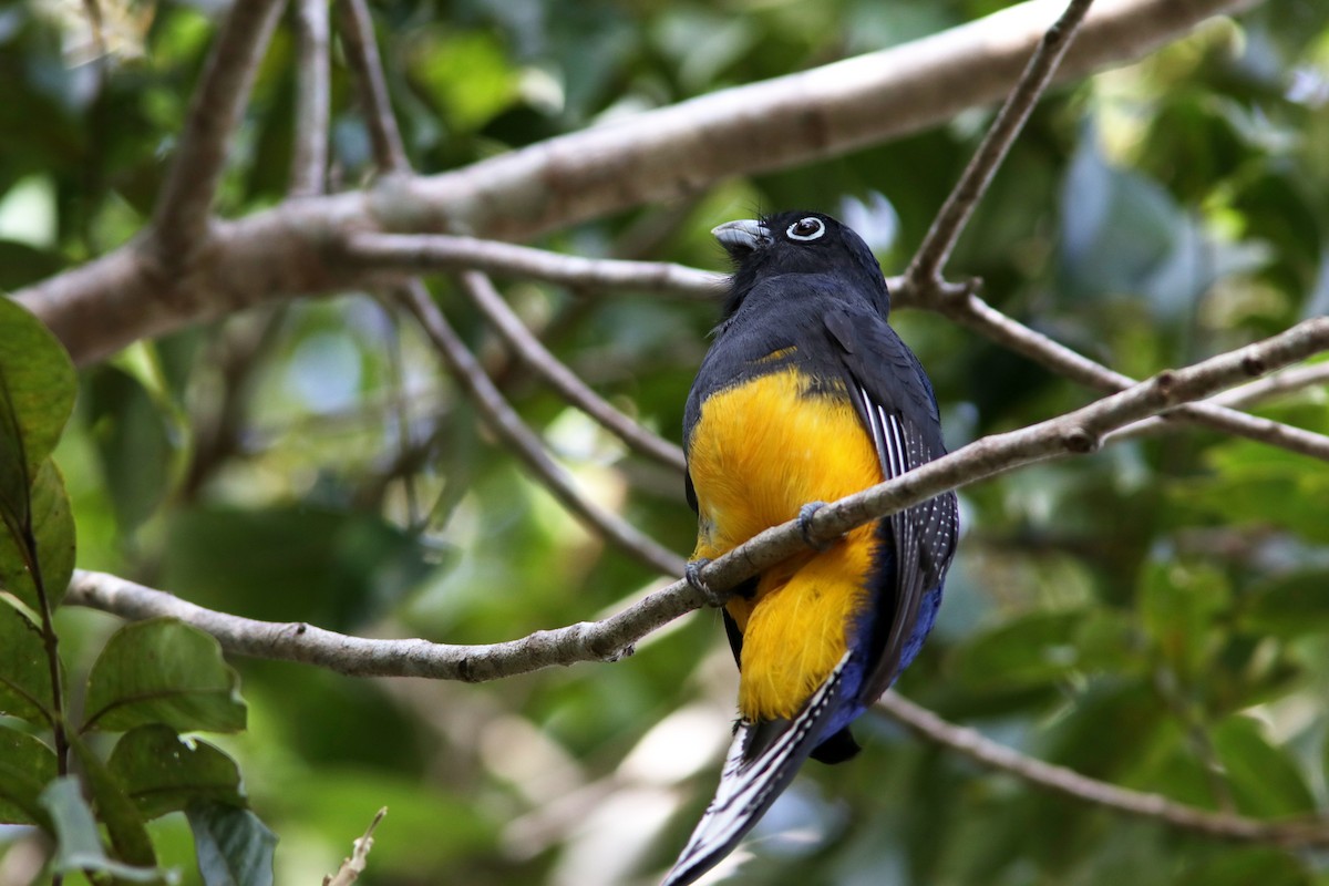 Green-backed Trogon - Richard Dunn