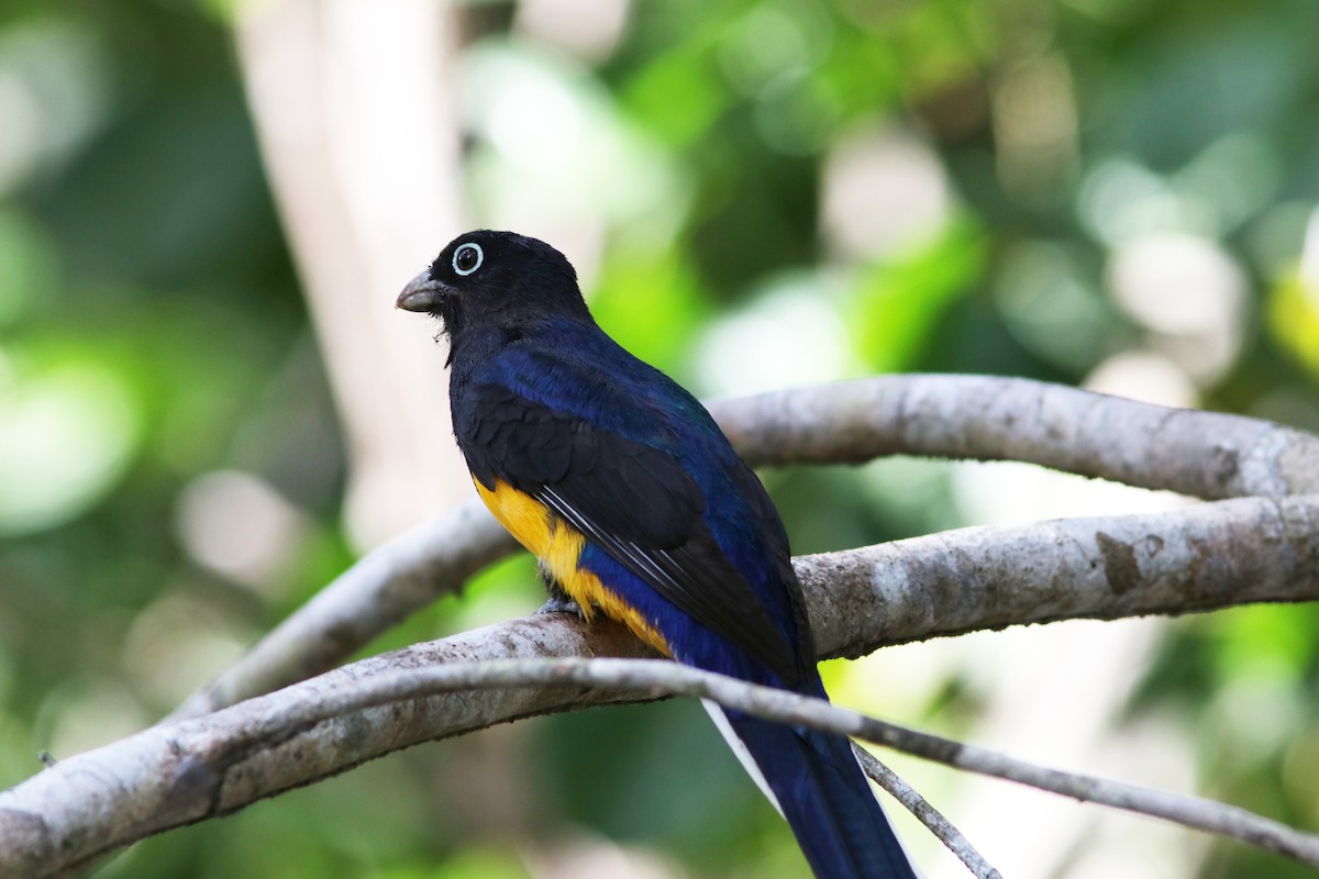 Green-backed Trogon - Richard Dunn