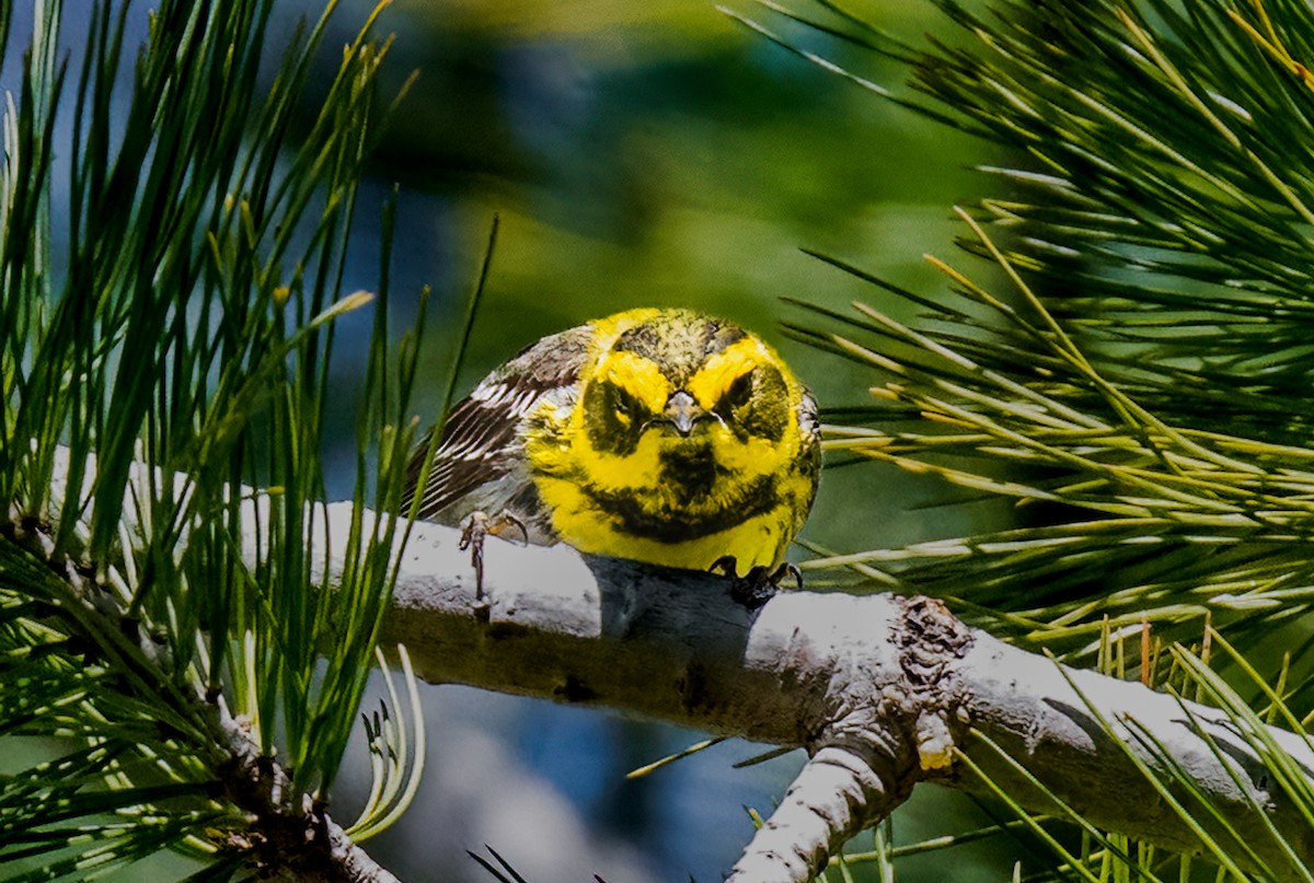 Townsend's Warbler - Jim Merritt