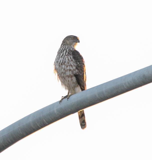 Cooper's Hawk - Hoeckman's Wildlife