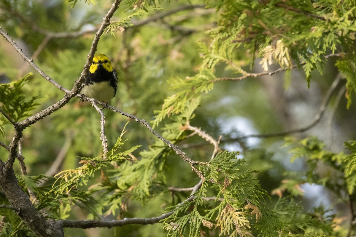 Black-throated Green Warbler - Ed kendall