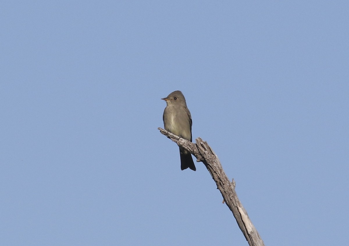 Western Wood-Pewee - Mary Backus