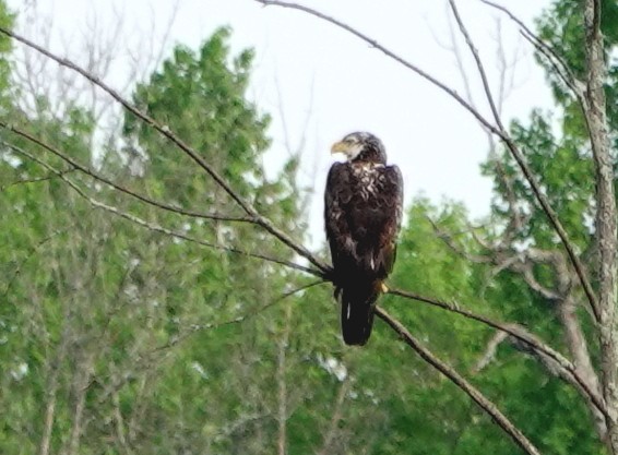 Bald Eagle - Peter Blancher