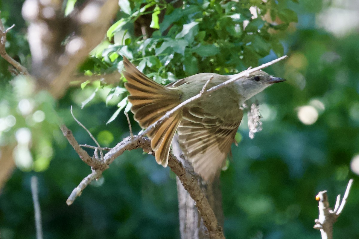 Brown-crested Flycatcher - Robert Snider