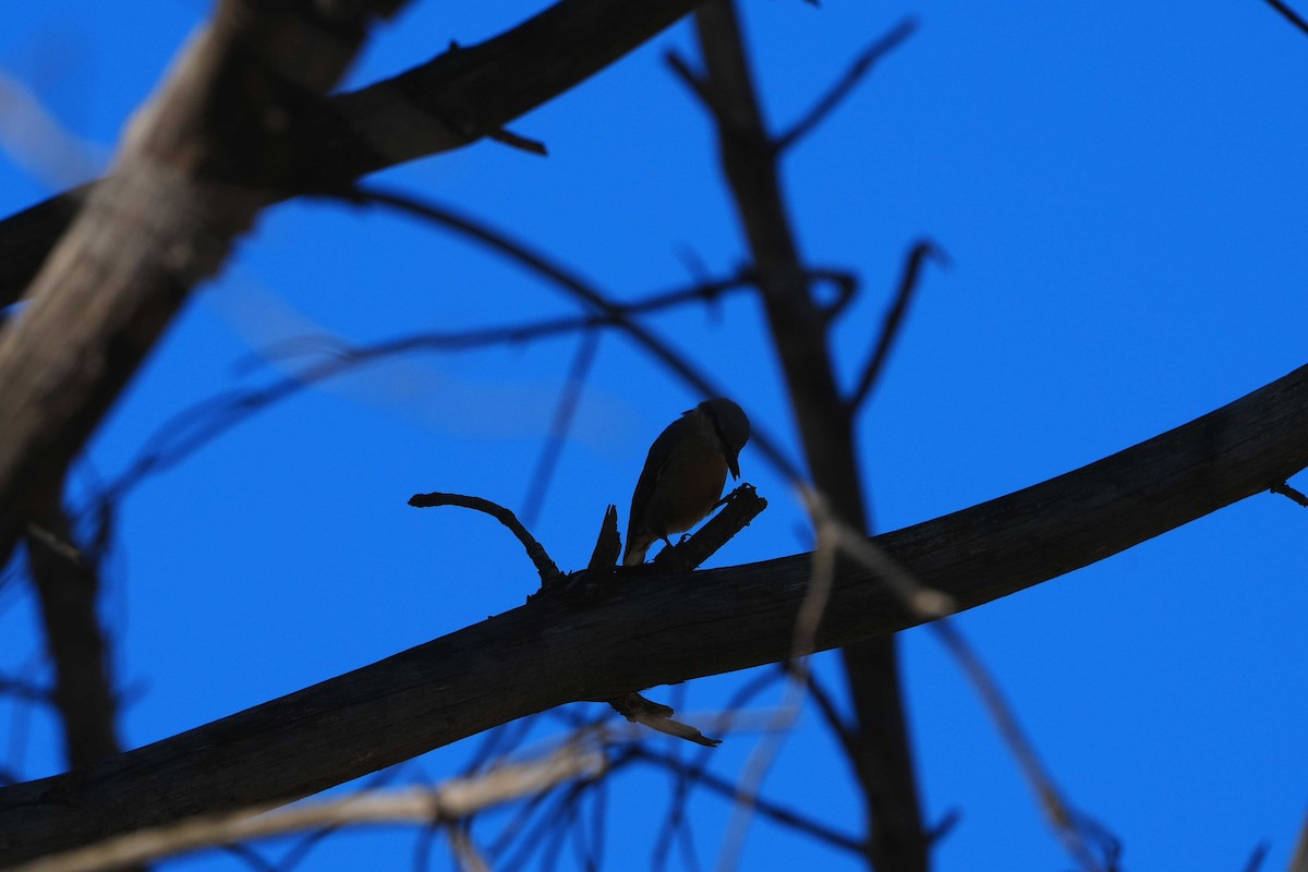 Eurasian Nuthatch - Victoriano Mora Morillo