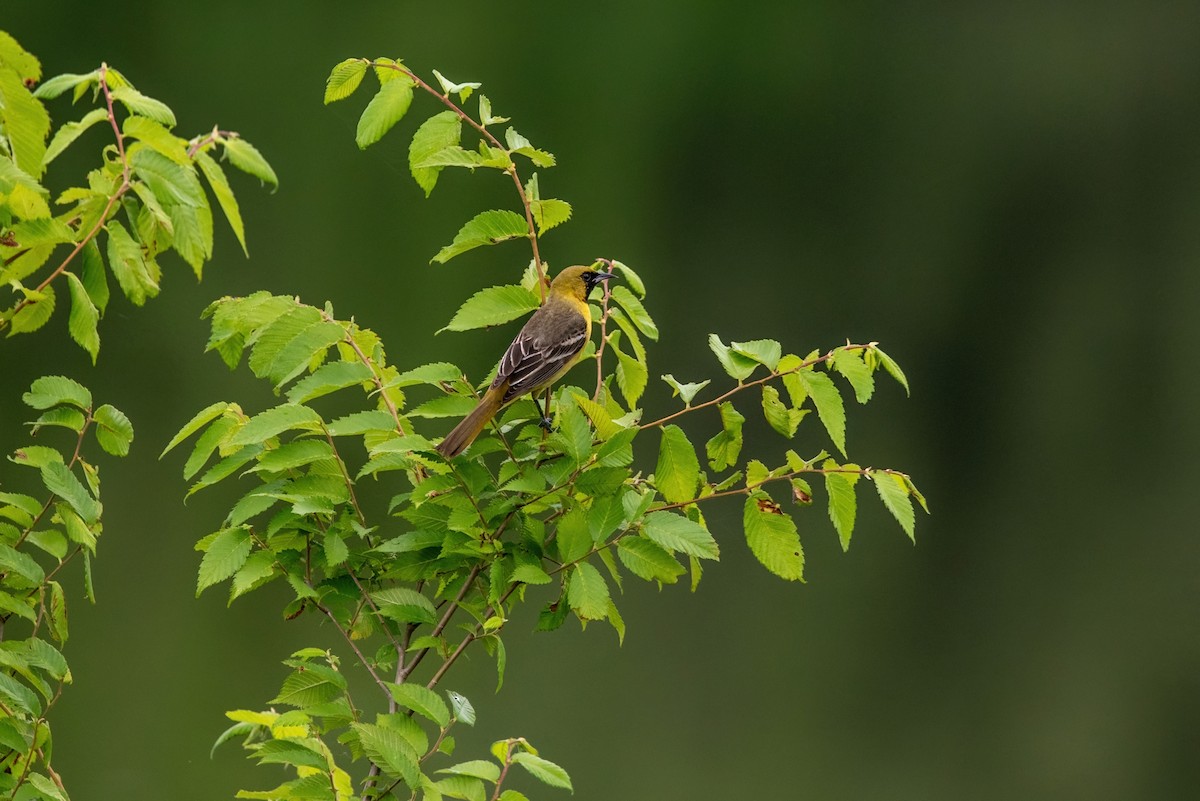 Orchard Oriole - ML619142896