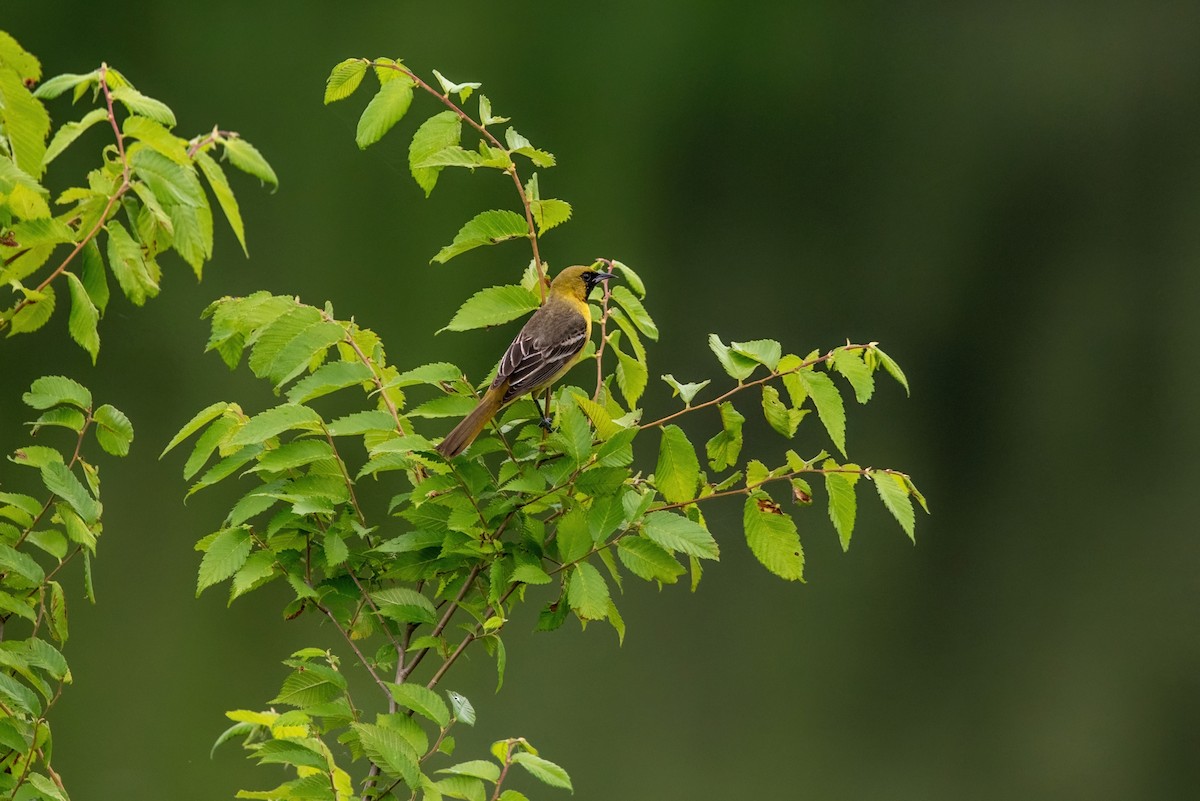 Orchard Oriole - Clay Billman