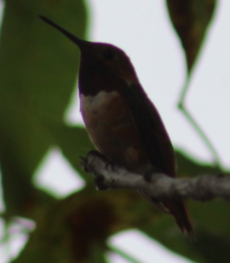 Allen's Hummingbird - Richard Breisch