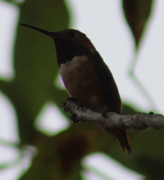 Allen's Hummingbird - Richard Breisch