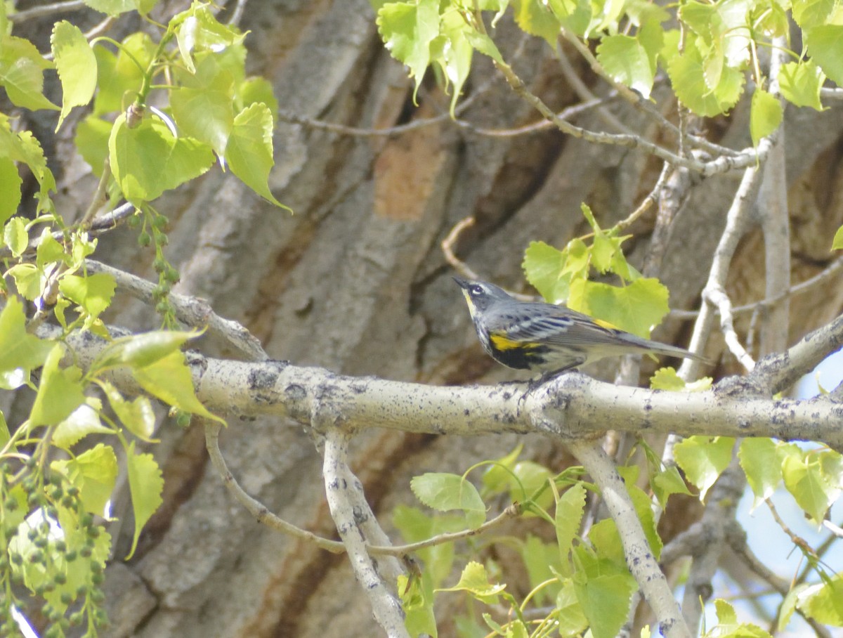 lesňáček žlutoskvrnný (ssp. coronata x auduboni) - ML619142908