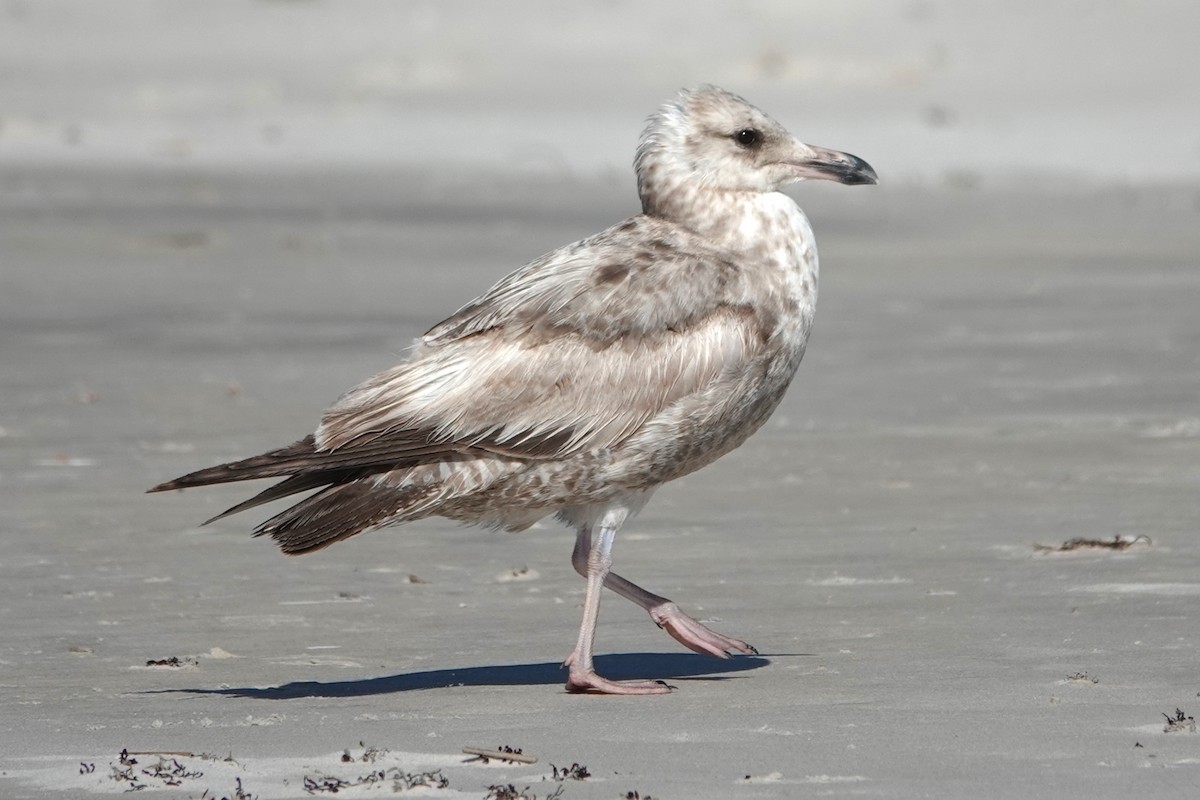 Herring Gull - Allison Graves