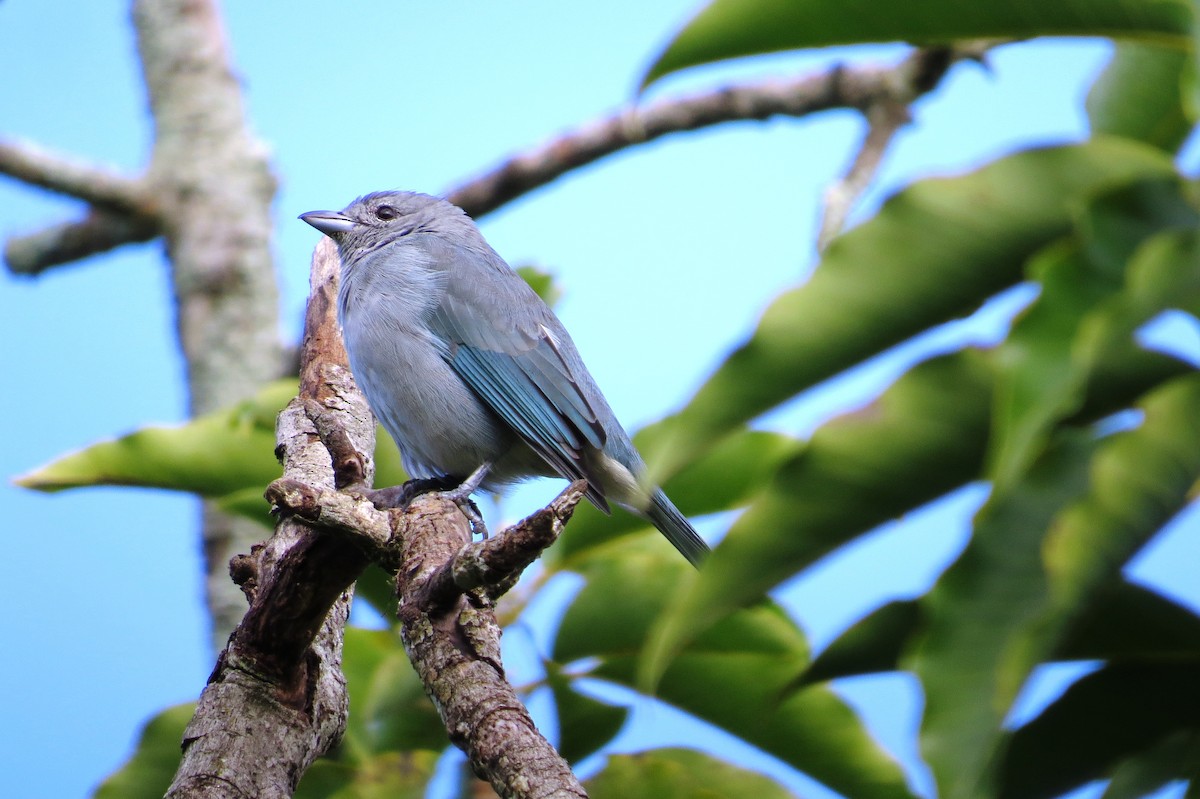 Sayaca Tanager - ML619142921