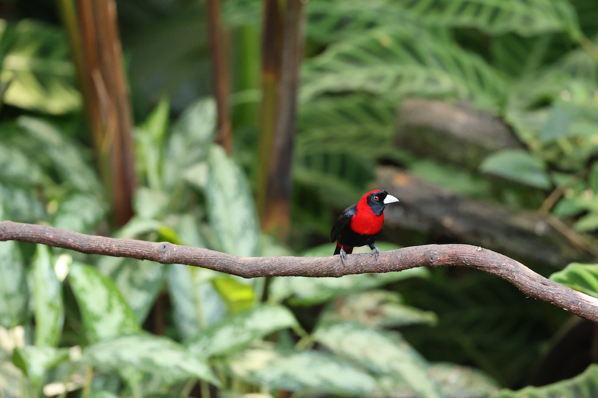 Crimson-collared Tanager - Mason Sieges