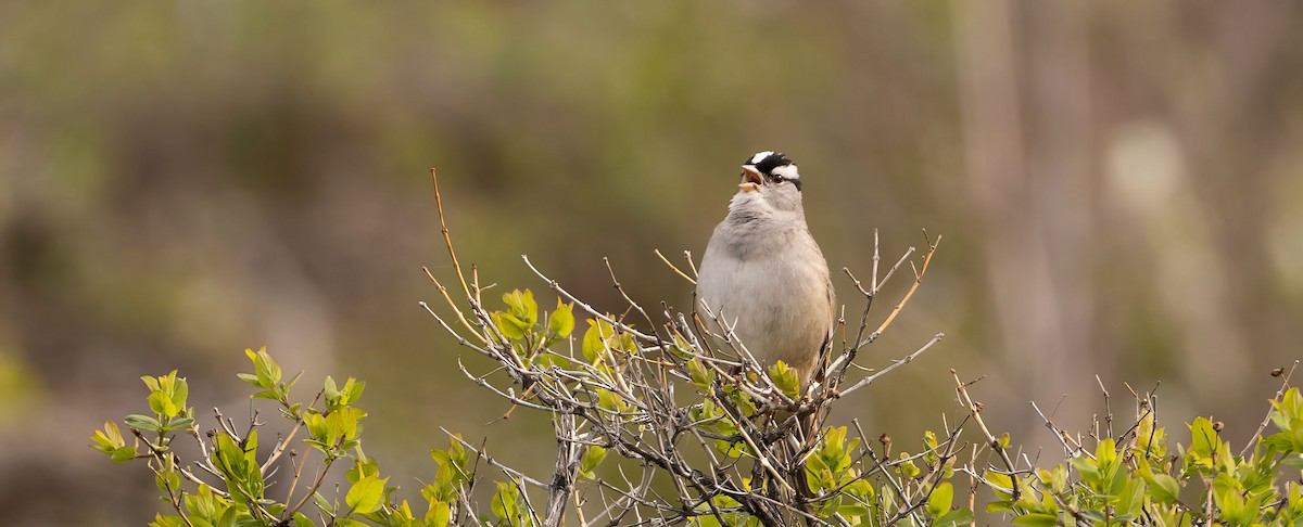 White-crowned Sparrow - David Mitchell