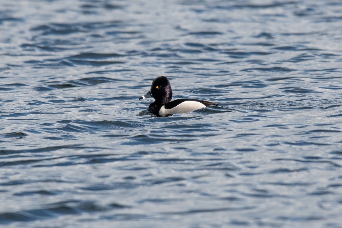 Ring-necked Duck - Dominic More O’Ferrall