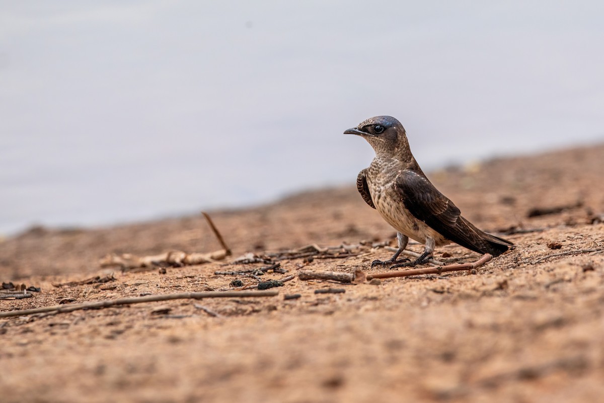 Purple Martin - ML619142951