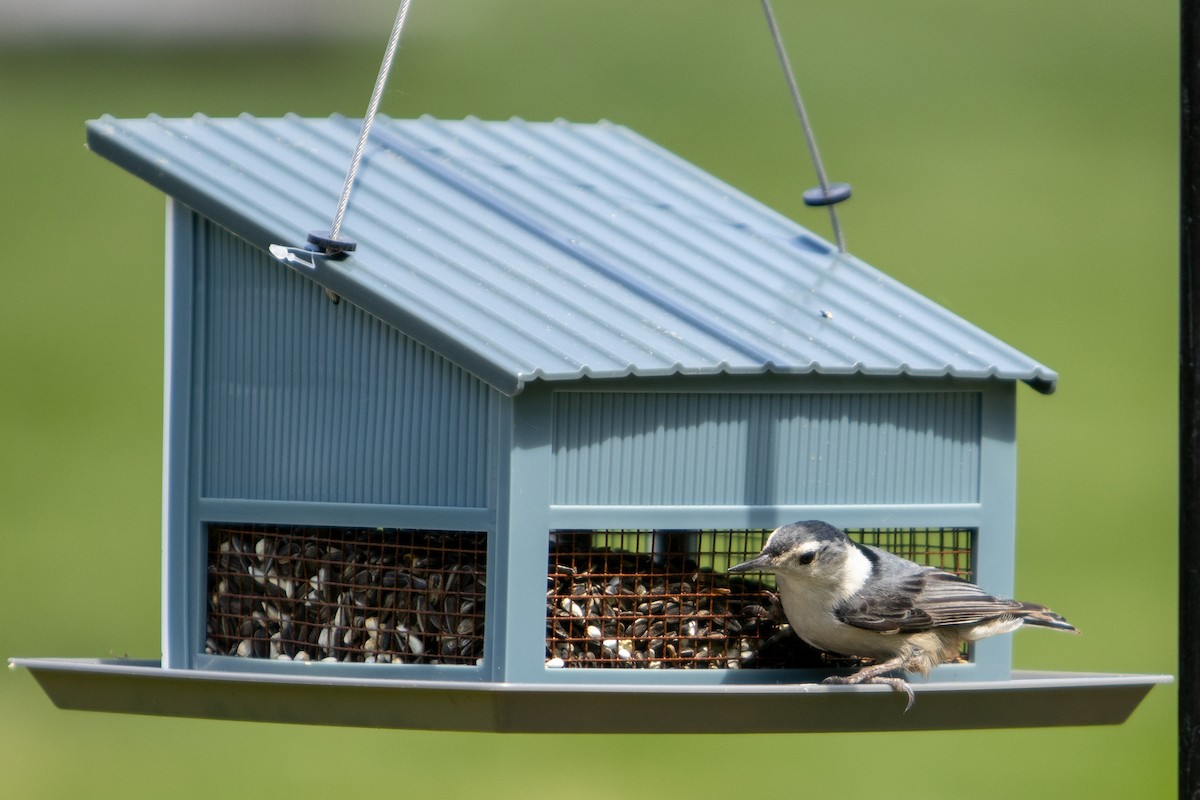 White-breasted Nuthatch - ML619142961