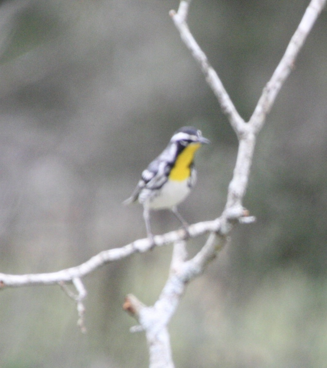 Yellow-throated Warbler - Andy Garcia