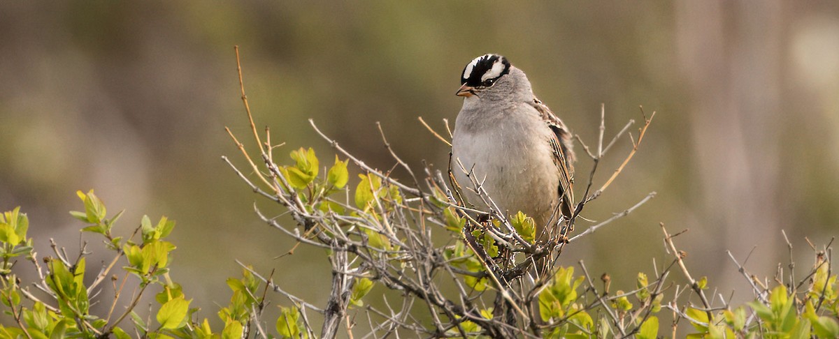 White-crowned Sparrow - David Mitchell