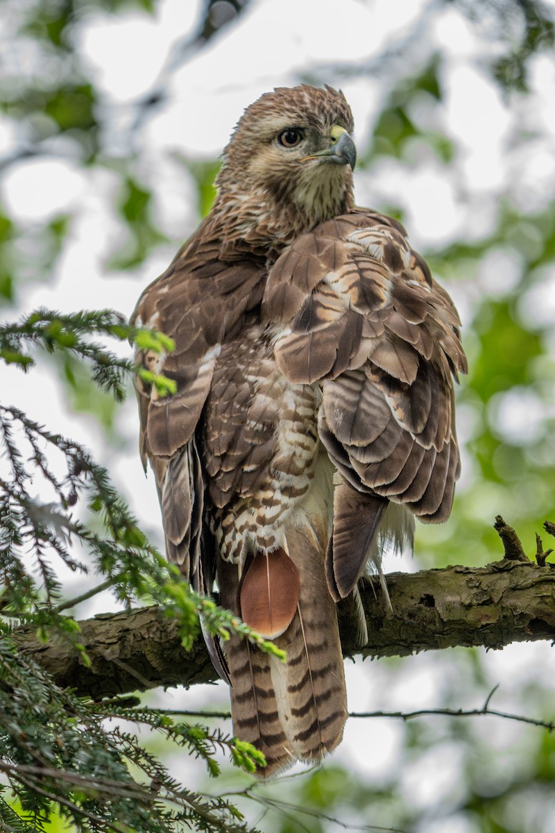 Red-tailed Hawk - Dori Eldridge