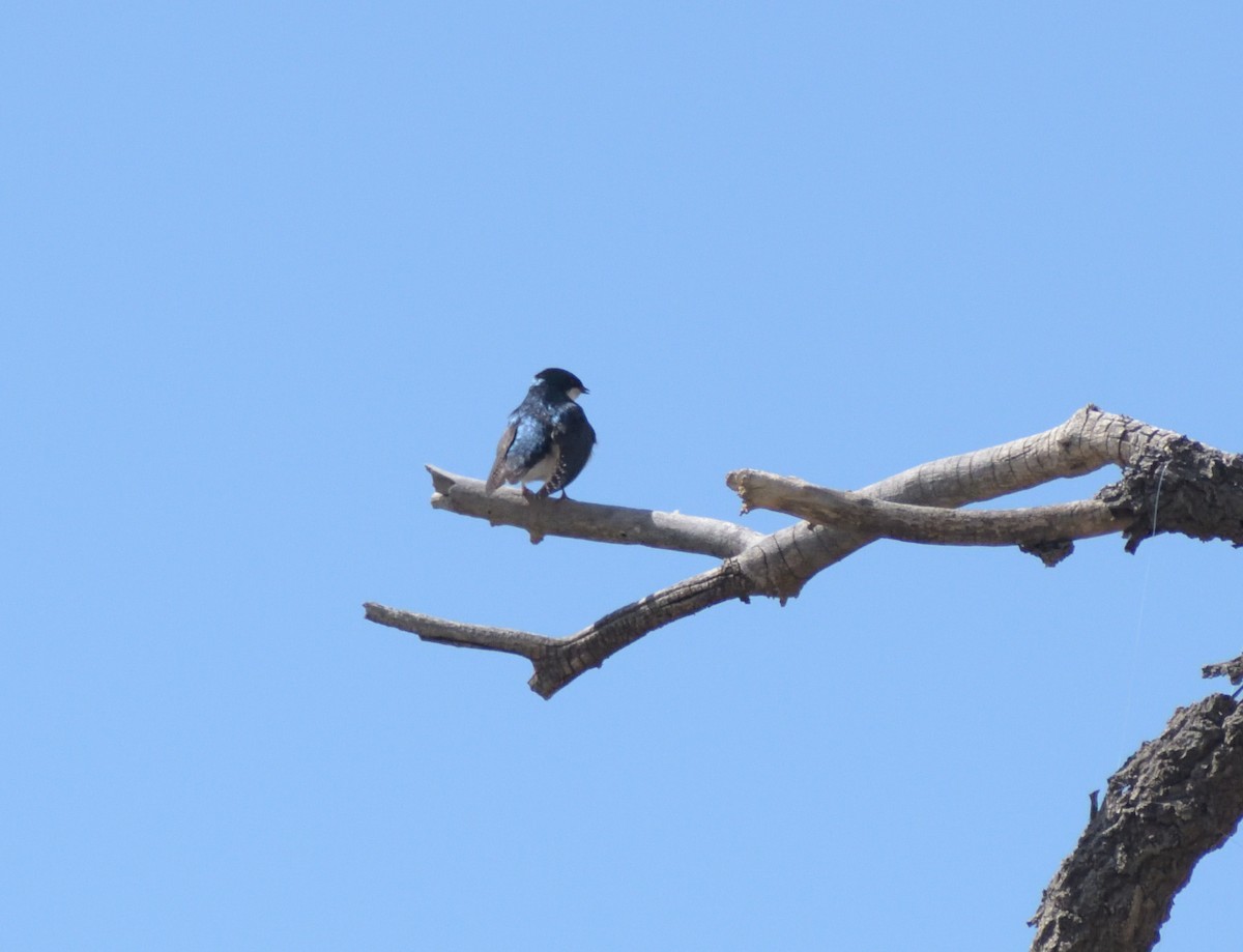 Tree Swallow - ML619142979