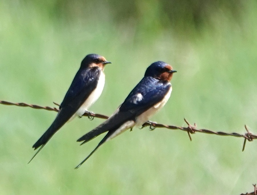 Barn Swallow - Peter Blancher