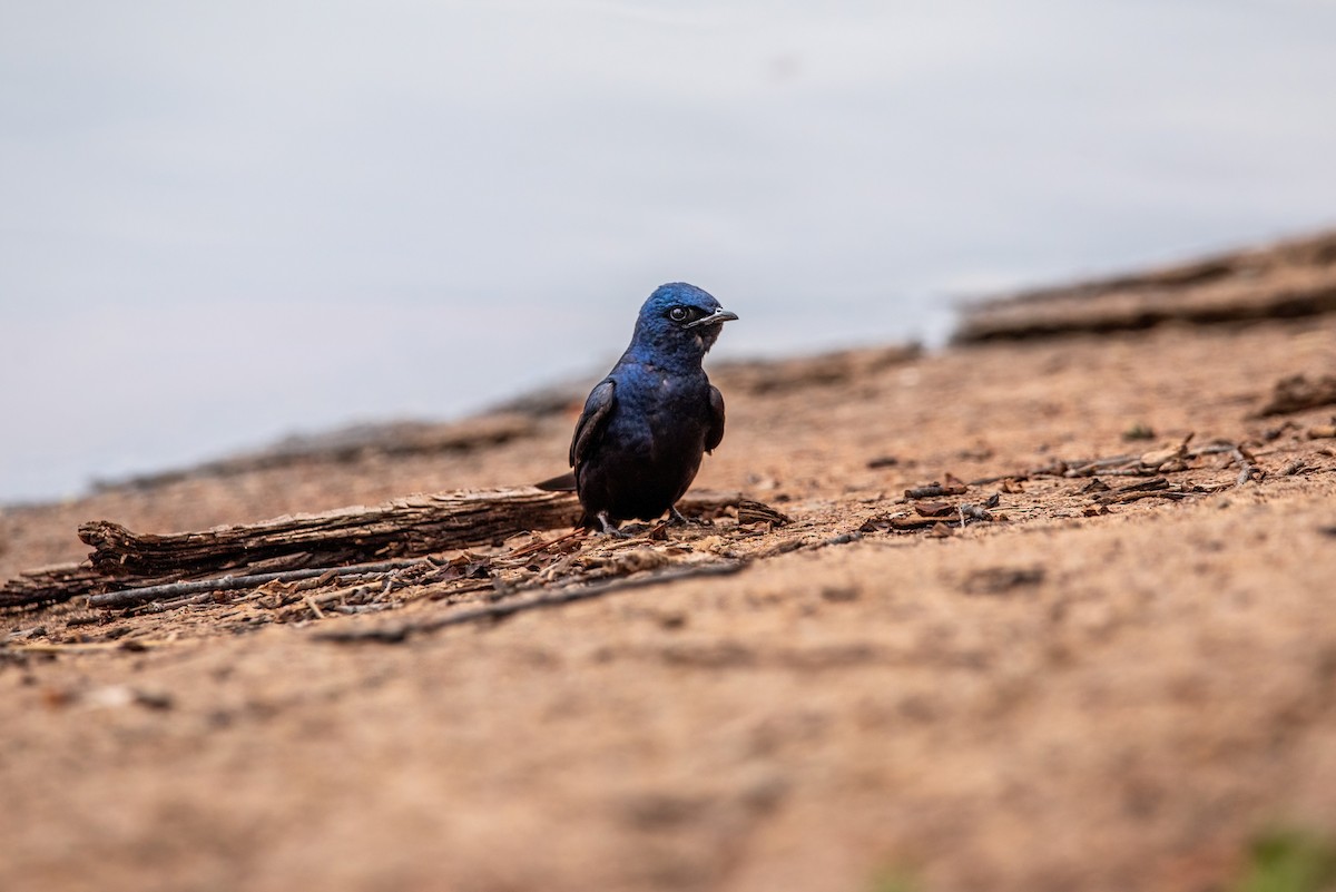 Golondrina Purpúrea - ML619143000