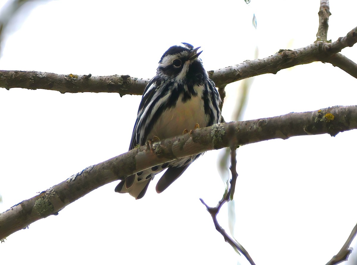 Black-and-white Warbler - Eric Patry