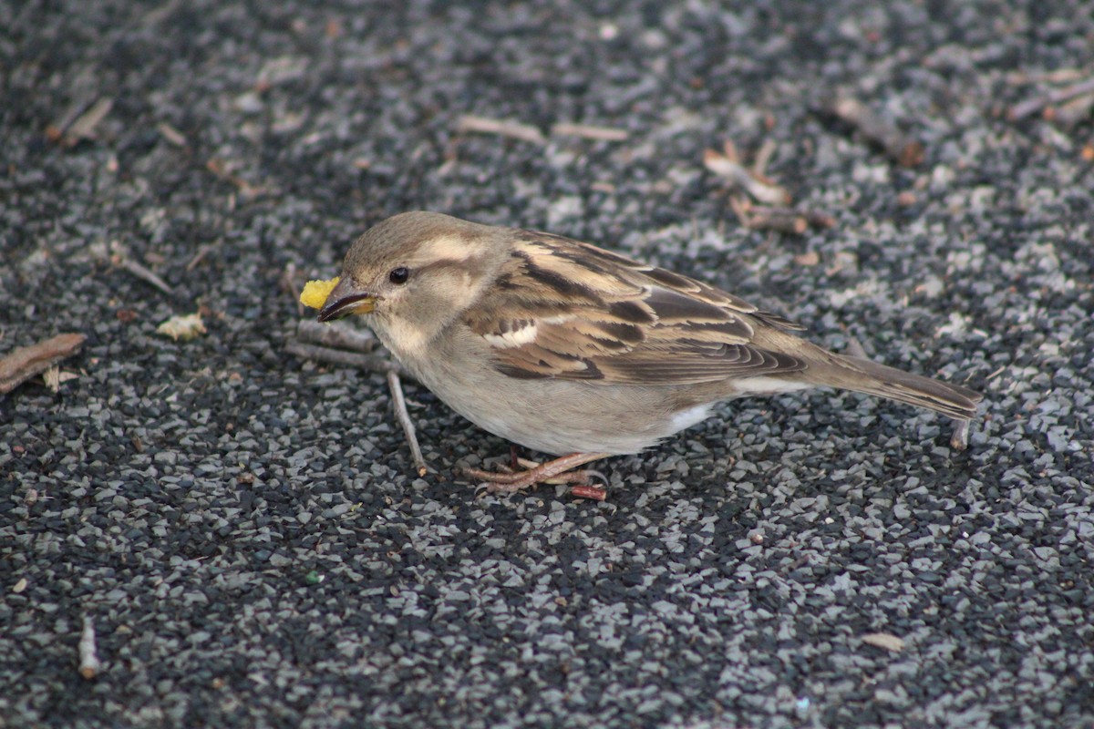 House Sparrow - Lilly L
