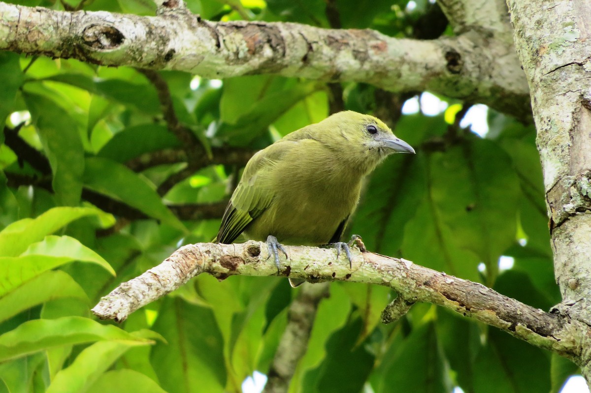 Palm Tanager - ML619143037