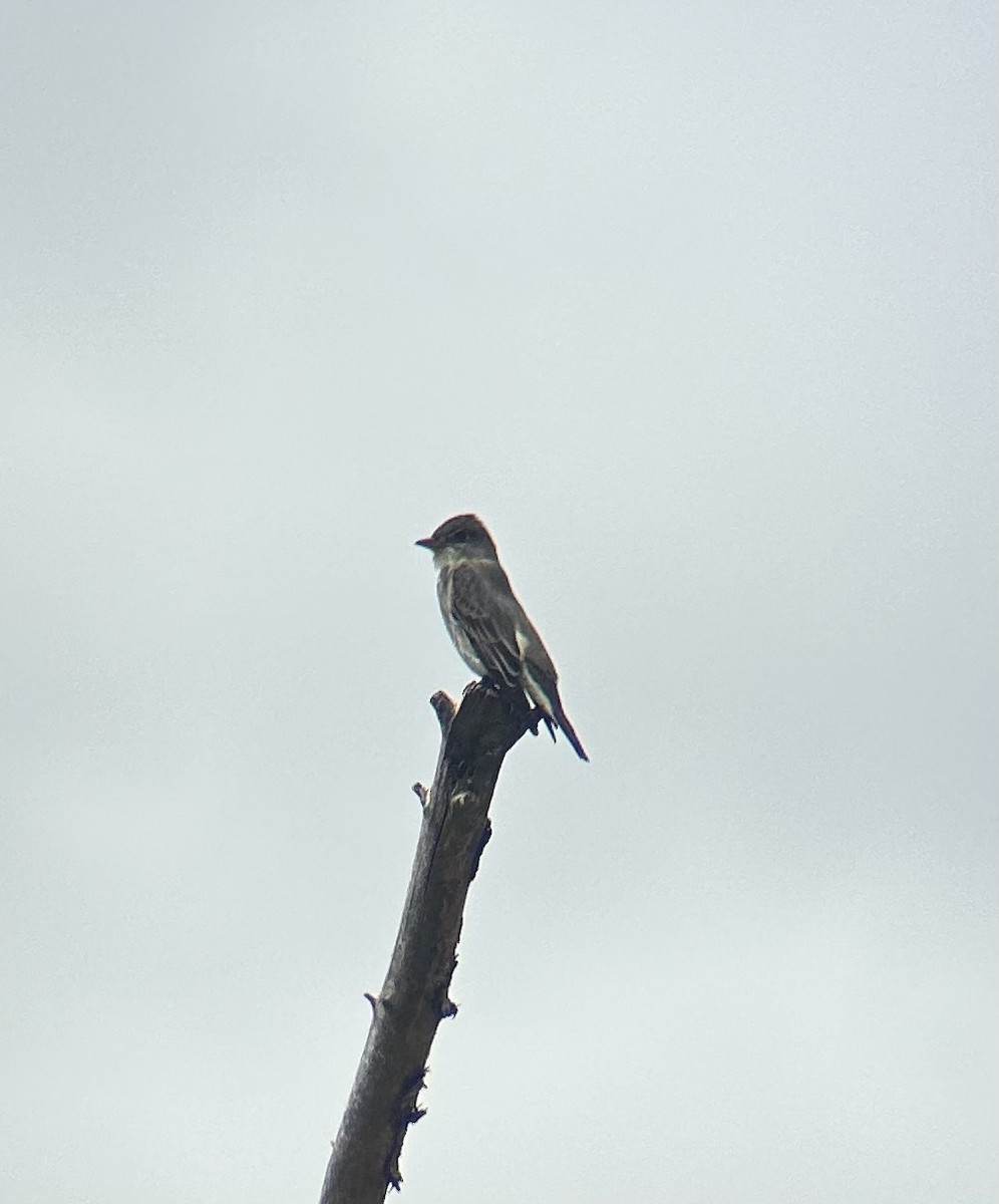 Olive-sided Flycatcher - Darcy Mitchem